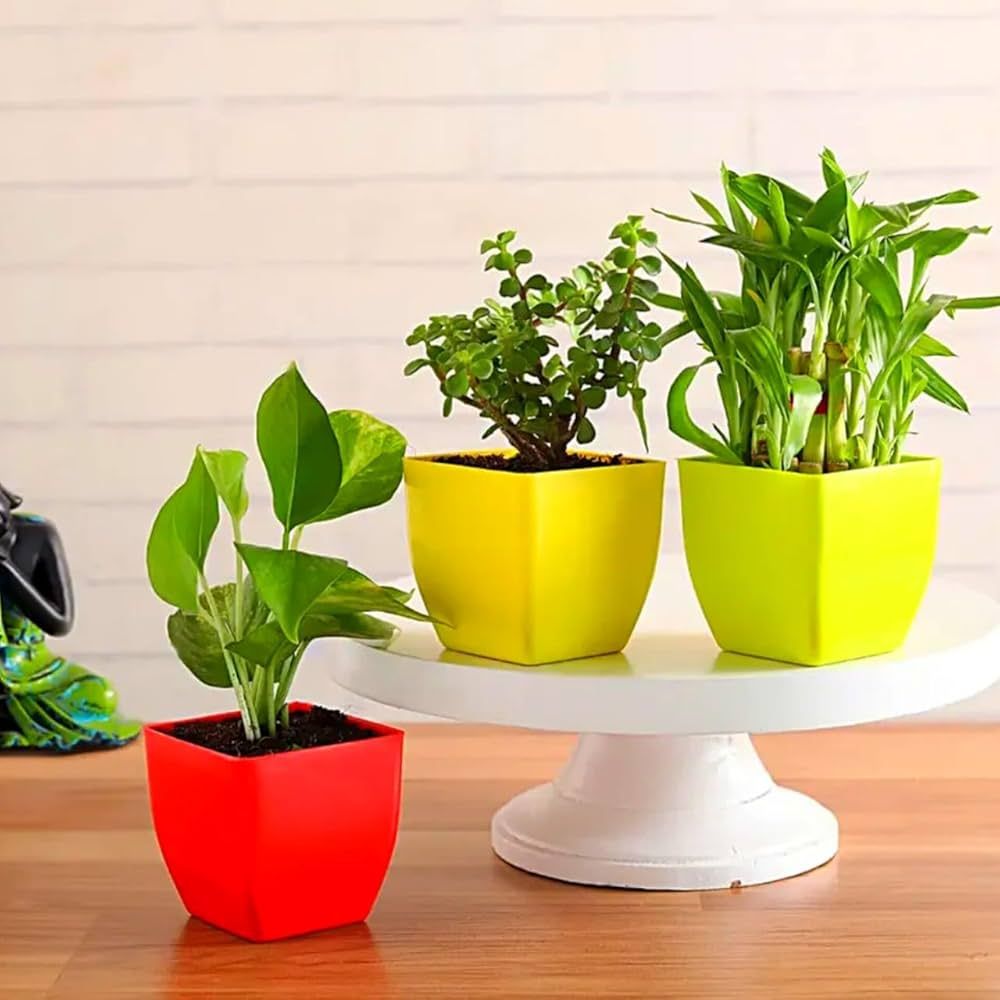 அடுக்குமாடி வீடுகளிலும் ஆரோக்கியம் மலரும்: மன அமைதி, சுத்தமான காற்று தரும் ‘இண்டோர் பிளான்ட்ஸ்’ முக்கியத்துவம் அதிகரிப்பு