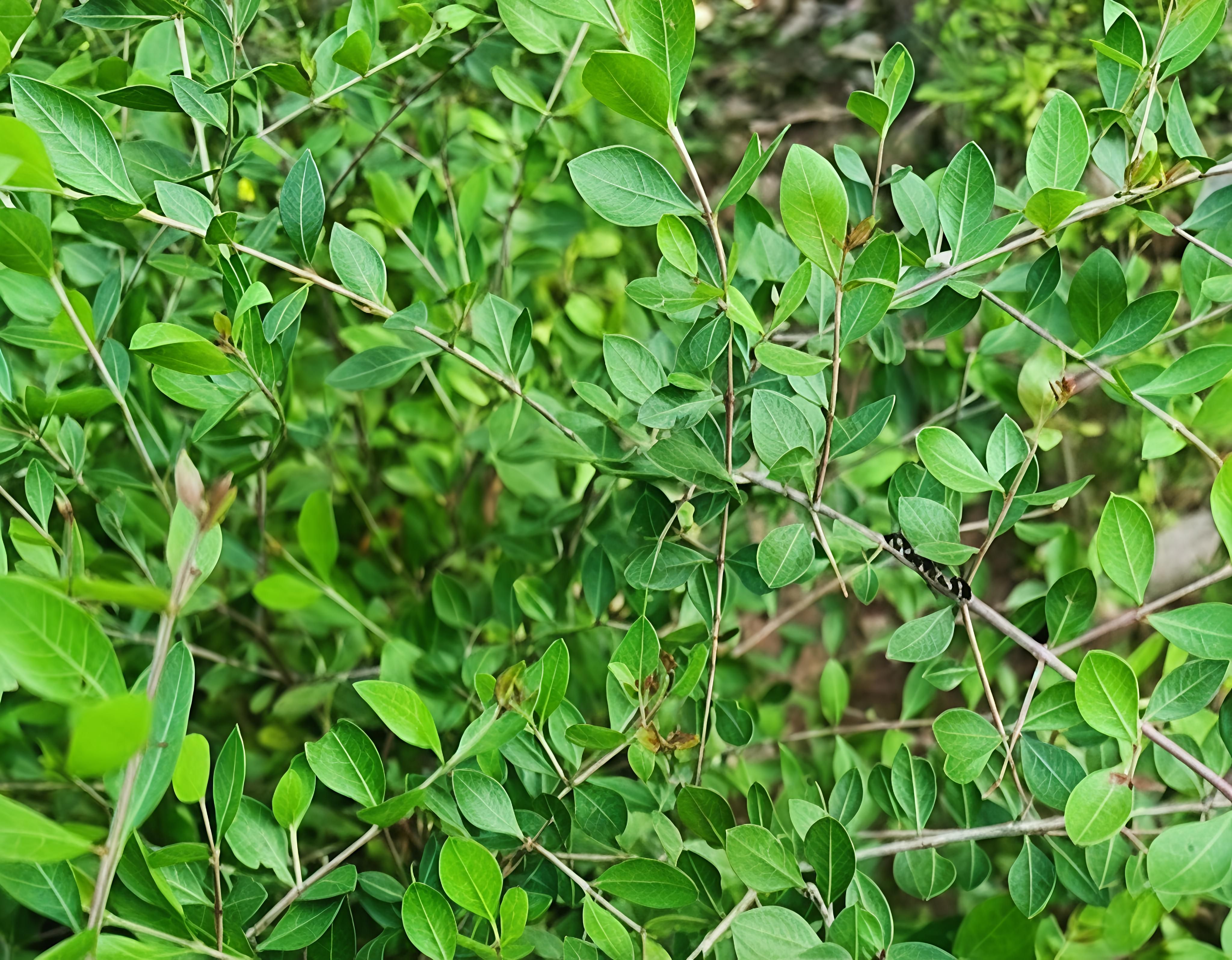 "மருதாணி"அழகைத் தாண்டி ஆரோக்கியம் தரும் இயற்கை வரம்