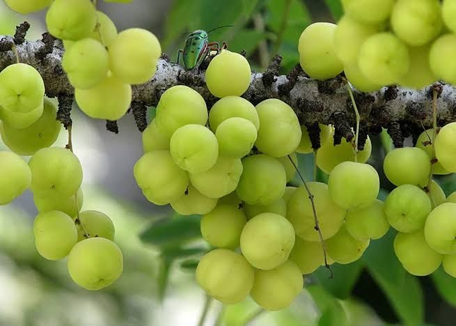 ஆரோக்கியத்தின் பொக்கிஷம் நெல்லிக்காய்: கூந்தல் முதல் பாதம் வரை நலம் தரும் 'ராஜகனி'