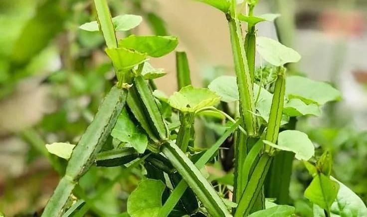 இயற்கை தந்த வரப்பிரசாதம்: அன்றாட வாழ்வின் நோய்களுக்கு அருமருந்தாகும் வீட்டுத் தோட்டம்!