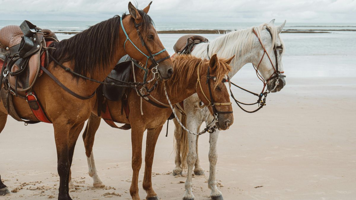 Horse Disease | சென்னையில் குதிரைக்கு பரவிய கிளாண்டர்ஸ் தொற்று.. மனிதர்களுக்கும் ஆபத்தா? - அறிகுறிகள் இதுதான்!