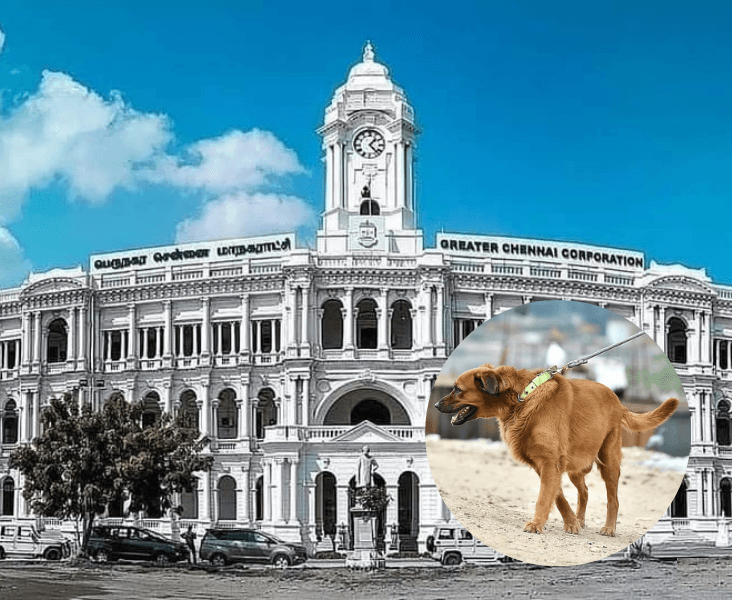 சென்னையில் வளர்ப்பு நாய்களுக்கு உரிமம் கட்டாயம்: விதிமீறினால் ரூ.5,000 அபராதம் விதிக்க மாநகராட்சி அதிரடி