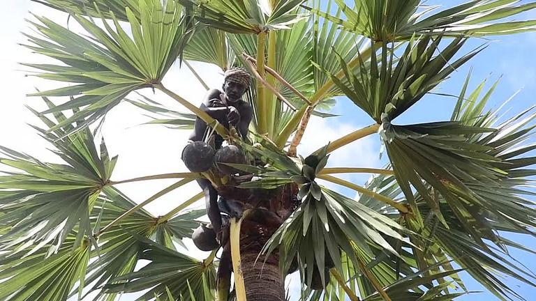 விவசாயிகளின் வாழ்வாதாரத்தை உயர்த்த கள் விற்பனைக்கு அனுமதி தருக: தமிழக அரசுக்கு உயர் நீதிமன்றம் அறிவுறுத்தல்!