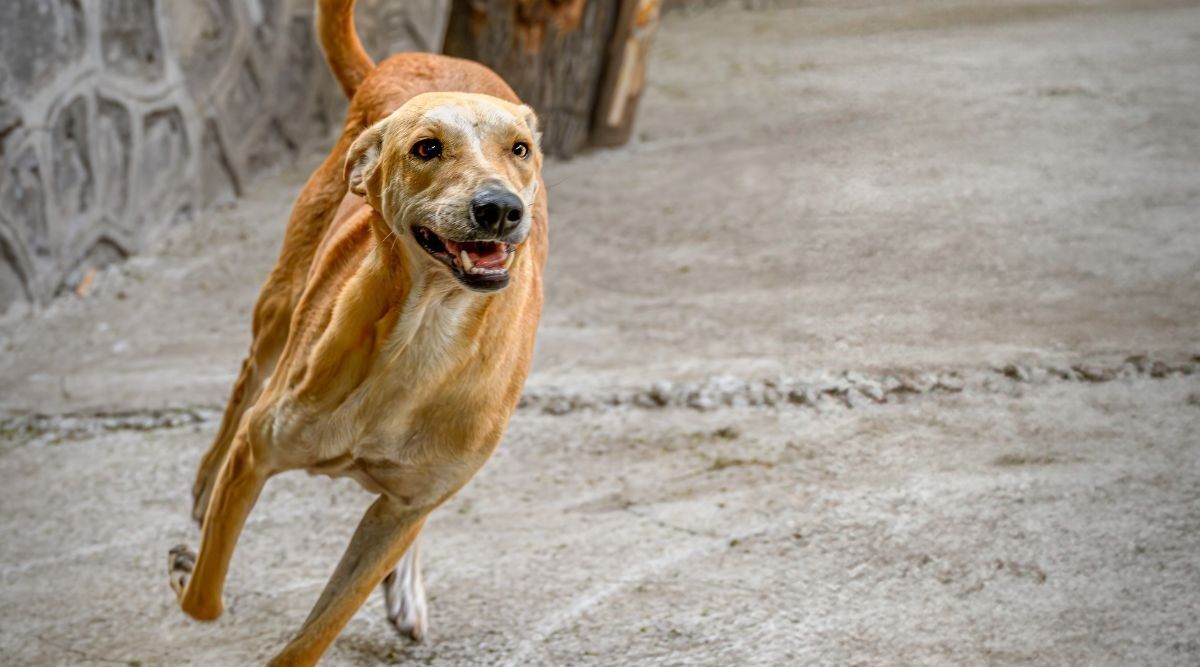 திருவள்ளூர் அருகே வெறிநாய் அட்டகாசம்: 9 பேர் மருத்துவமனையில் அனுமதி - அச்சத்தில் கிராம மக்கள்!