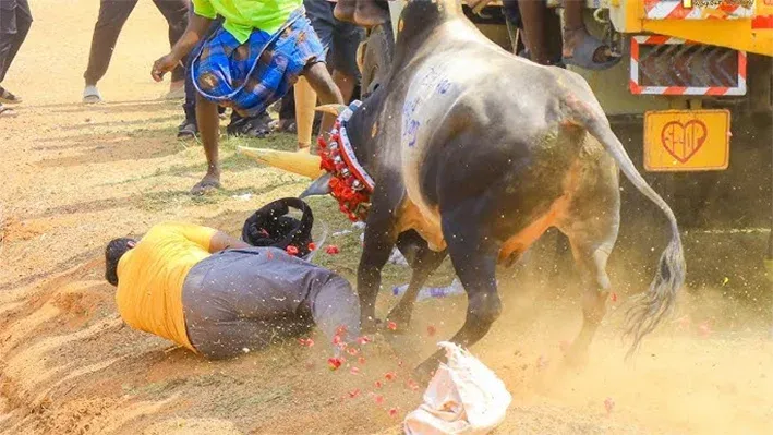 சிங்கம்புணரி மஞ்சுவிரட்டில் சோகம்: காளைகள் முட்டியதில் மூவர் பலி